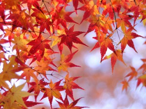 Radisson Blu Grand Hotel Autumn art bazar