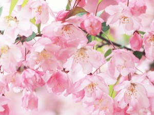 "Beautiful Spring" in MCI Sredets