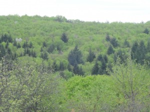 Citizens in the forest