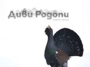Wild Rhodopes - photo exhibition
