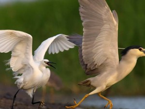 Feathers and Lakes - exhibition