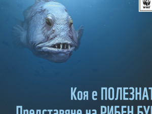 Show me the right fish