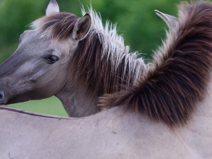 Please visit https://www.facebook.com/RewildingRhodopes/